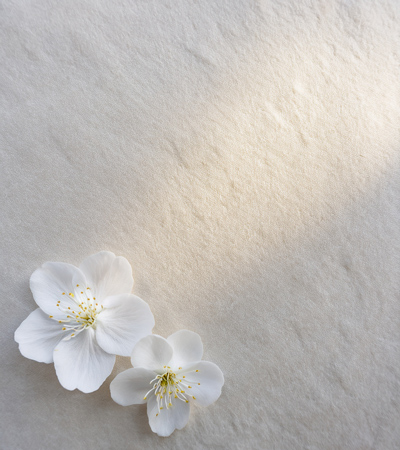 delicate white flowers on soft fabric background with gentle light and a peaceful ambiance representing beauty in nature six petals and soft textures